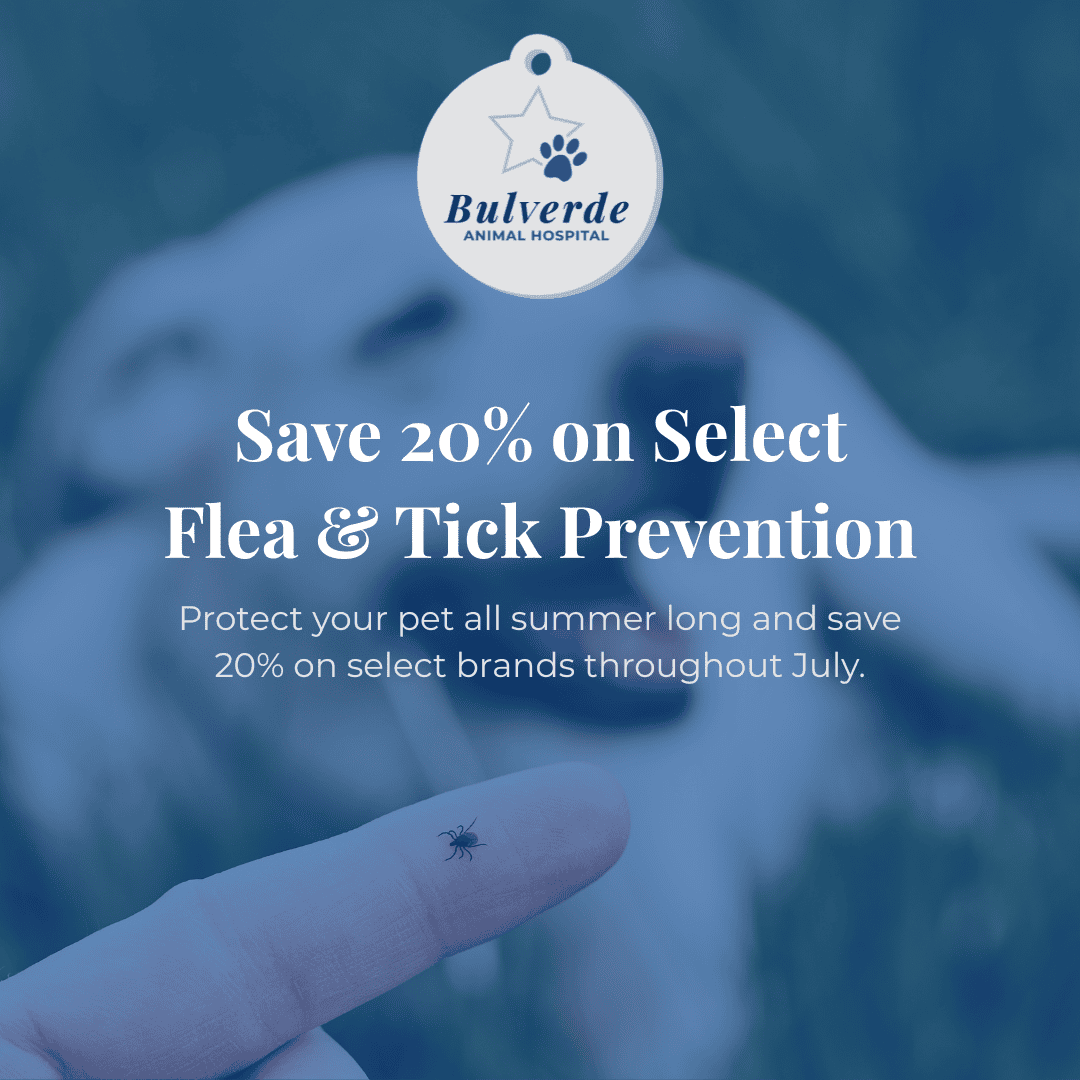 Bulverde Tick Flea