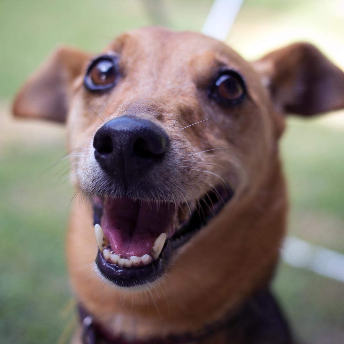 Pet Dental Care in Bulverde, TX Bulverde Animal Hospital