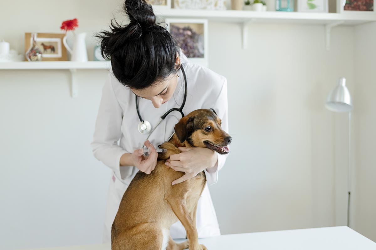 Veterinary Careers in Bulverde TX Bulverde Animal Hospital