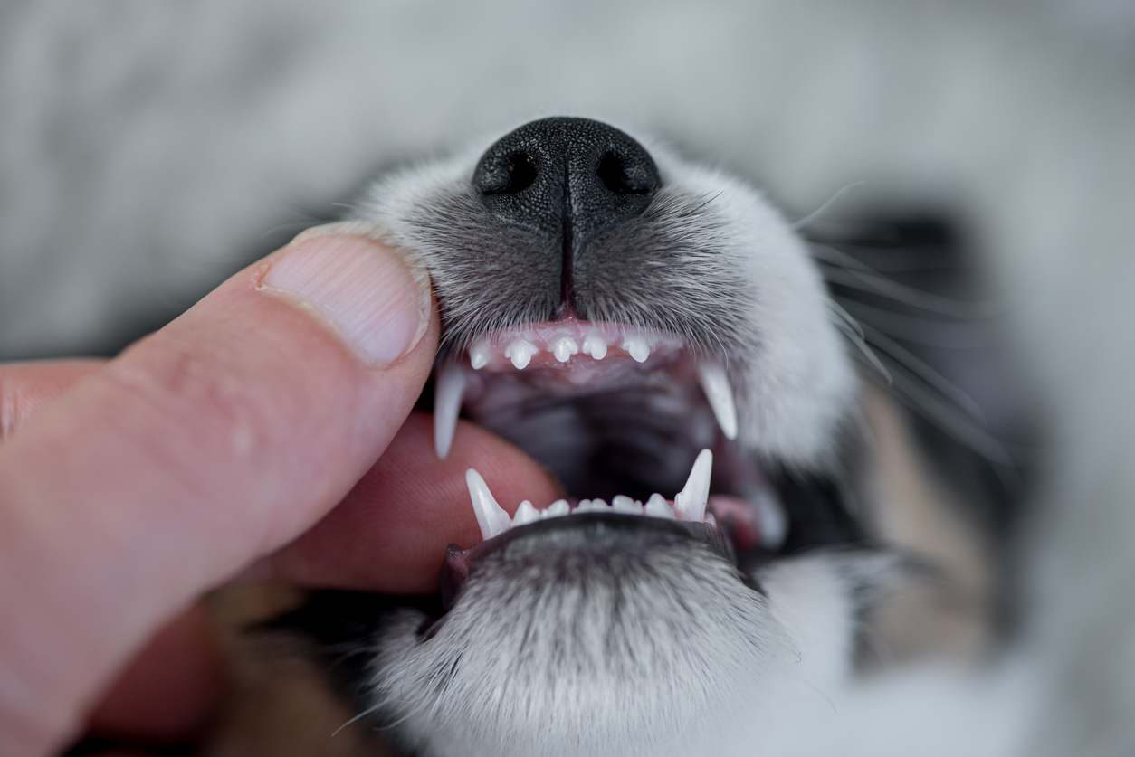 pale dog gums in Bulverde, TX