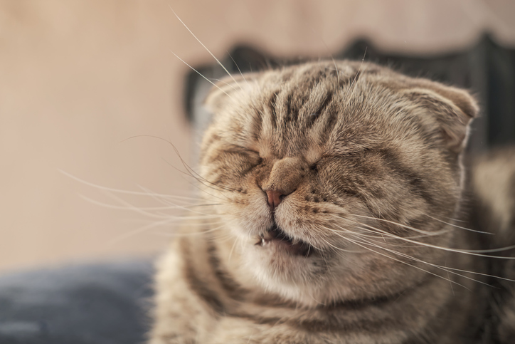 cat sneezing in Bulverde, TX