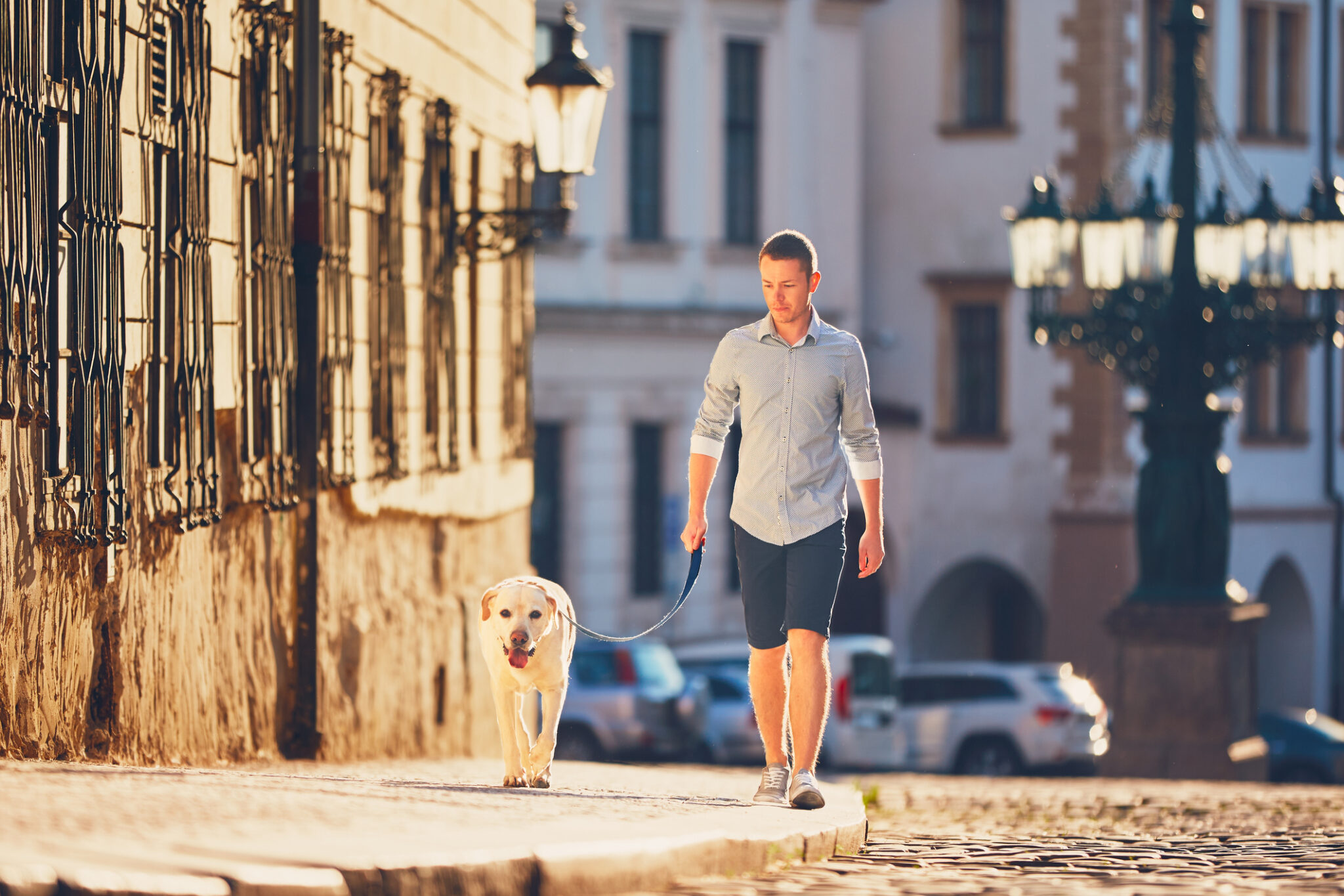 dog-walking-on-hot-pavement