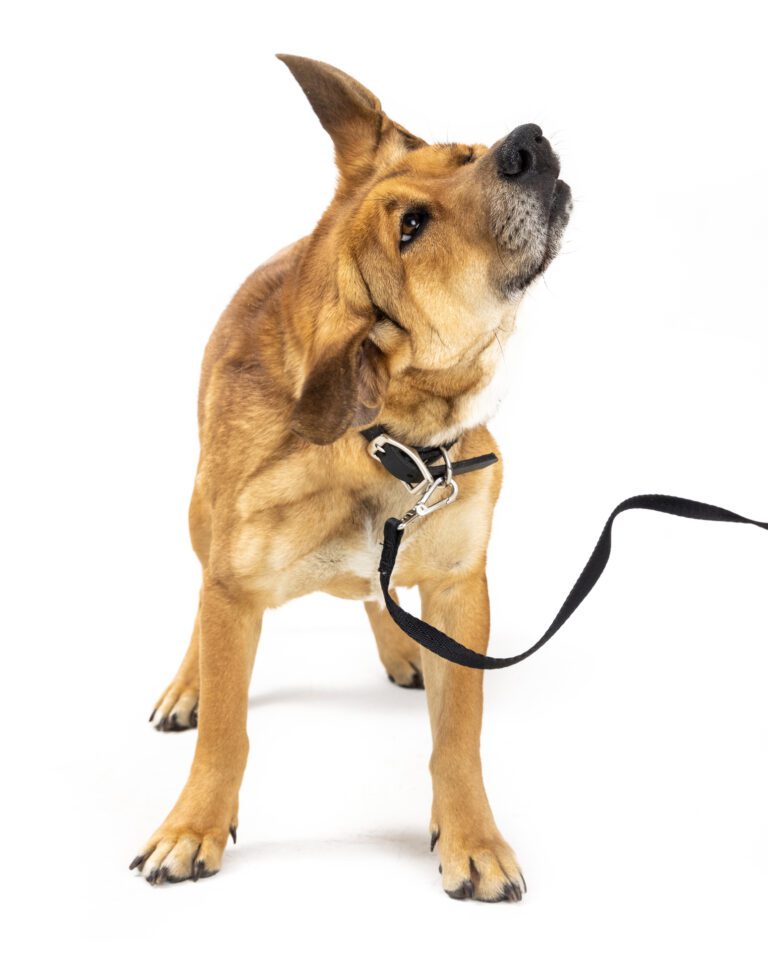 Understanding the Causes and Solutions for Head Shaking in Dogs Bulverde Animal Hospital