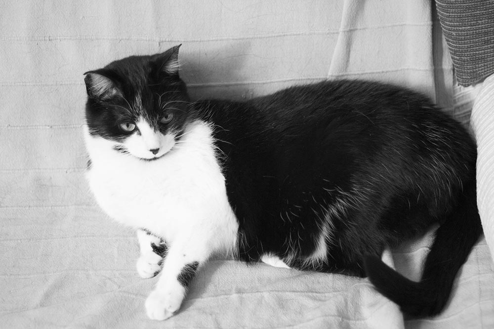 black and white cat laying on side on comfy chair