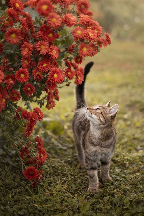 cat-looking-up-at-chrysanthemum-bush