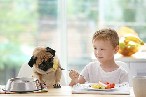 young-boy-feeding-pug-potatoes-from-his-plate