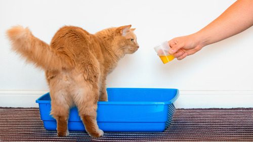 owner-taking-urine-sample-from-cat