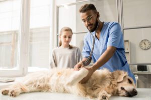 male-vet-examining-golden-retriever-while-young-girl-watches