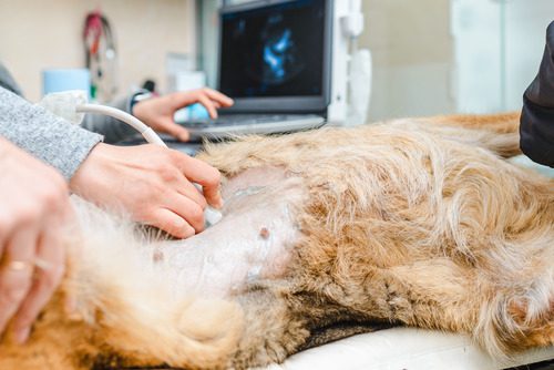 vet-performing-ultrasound-on-pregnant-dog