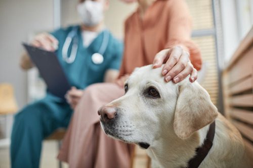 vet-talking-with-pet-owner-at-vet