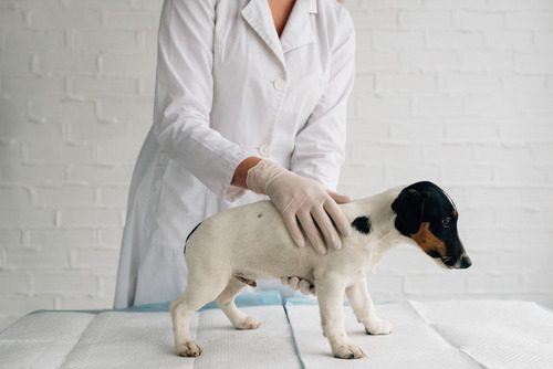 vet-checking-small-dog-for-ticks-at-clinic