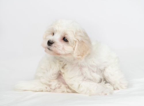 white-puppy-scratching-under-its-chin-on-a-white-bed