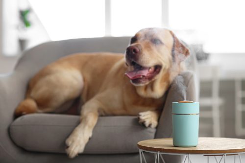yellow-labrador-dog-laying-in-a-comfy-chair-with-diffuser-on-a-table-nearby