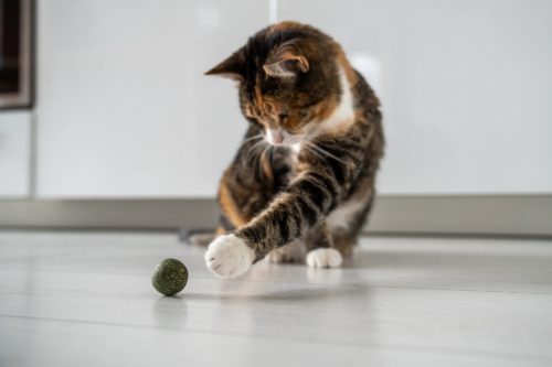 tricolor-cat-playing-with-catnip-ball