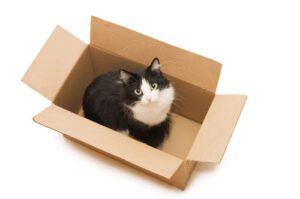 black-and-white-cat-sitting-in-brown-cardboard-box