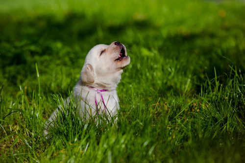yellow-labrador-retriever-puppy-howling
