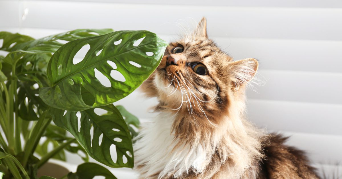 longhaired cat sniffing a monstera plant