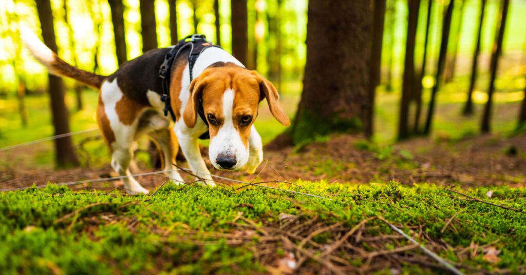 beagle sniffing through the sunlit woods