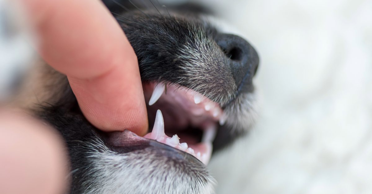 close up image of a young puppy biting on a person's finger