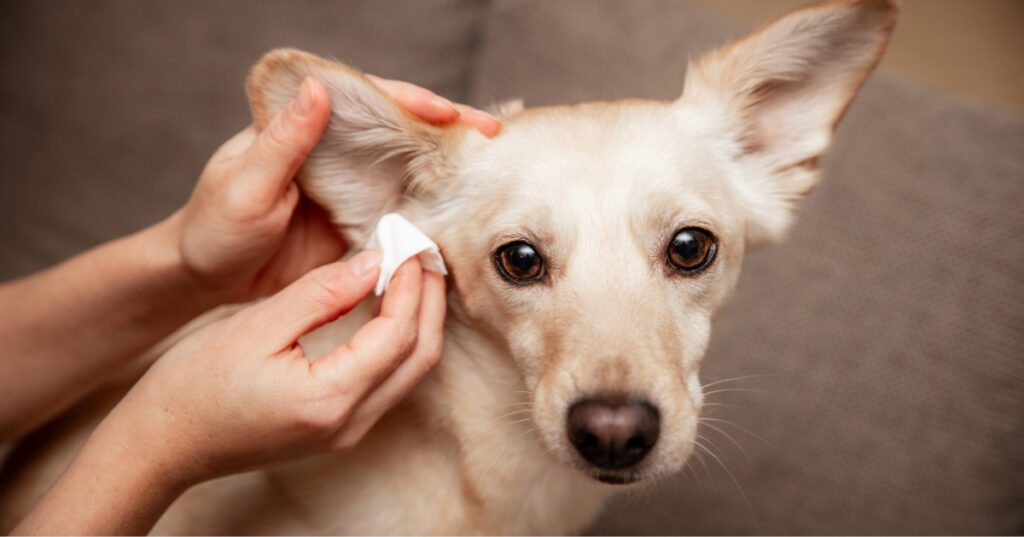 small tan dog getting ears cleaned with a piece of cotton gauze