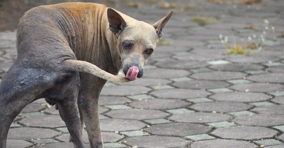 brown dog with a bad mange infection licking the tip of the tail
