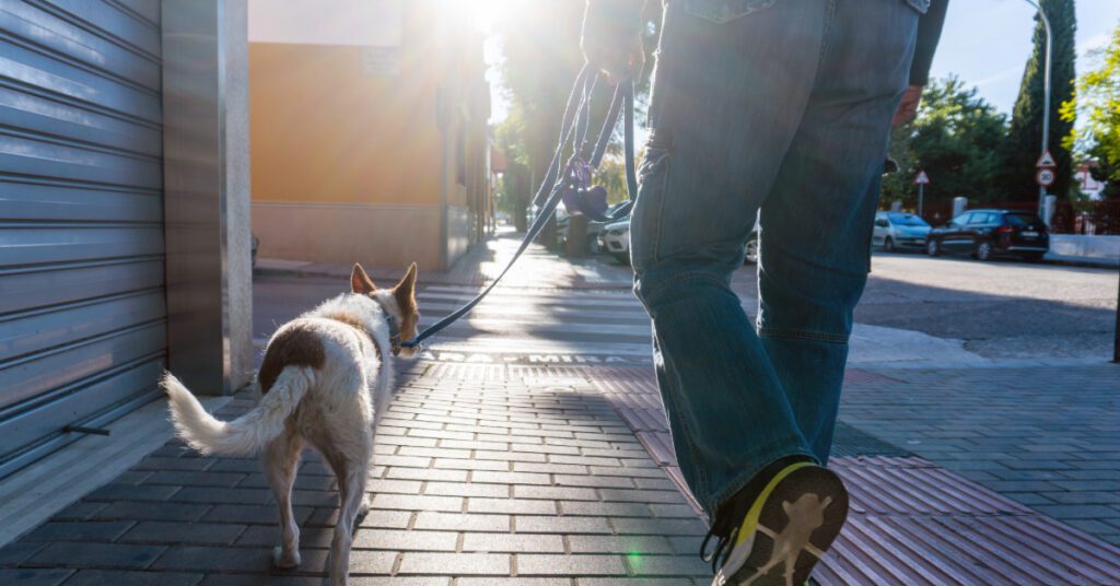 leashed dog walking down the sidewalk with owner side by side