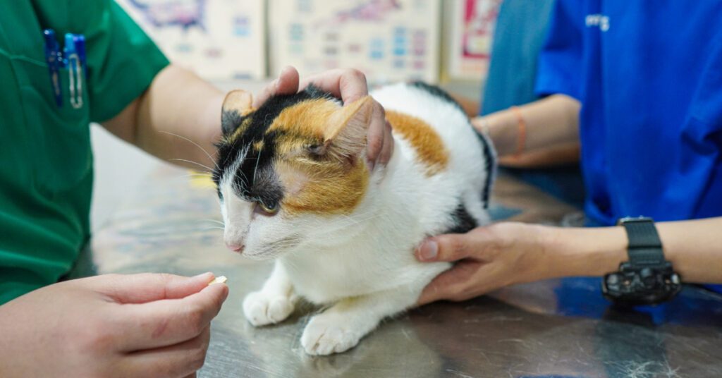 vet trying to give a cat a pill at the clinic