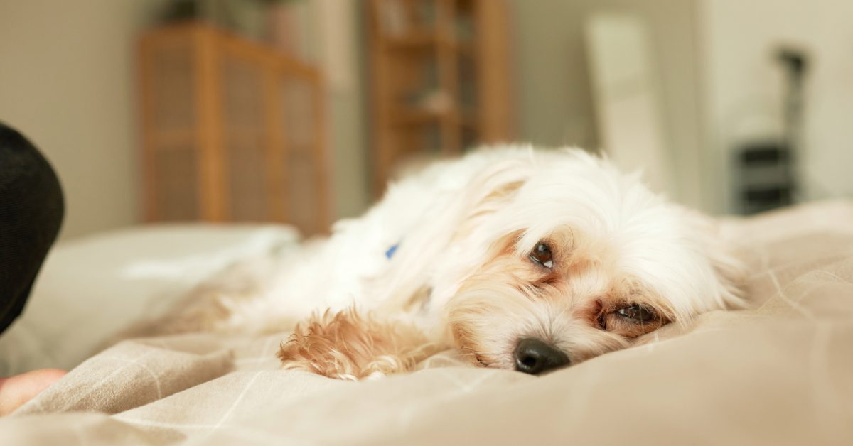 lethargic dog laying on the bed