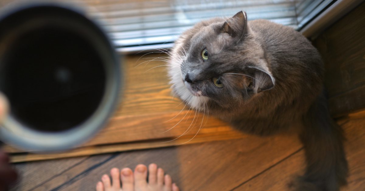 cat sitting near owner's bare feet