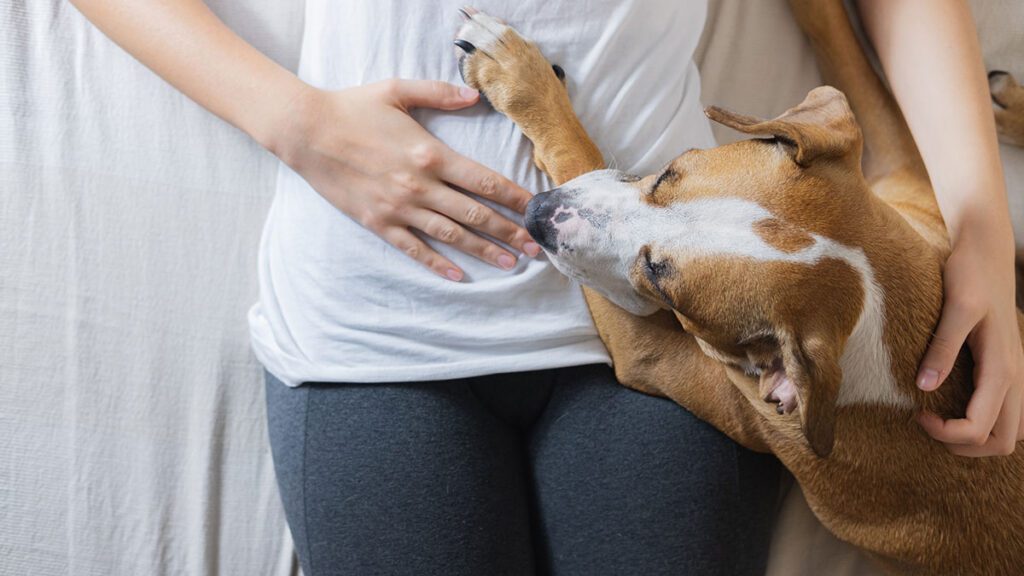 dog laying beside its pet owner on a bed