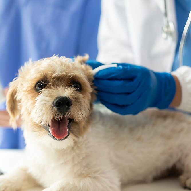 Dog Ear Exam