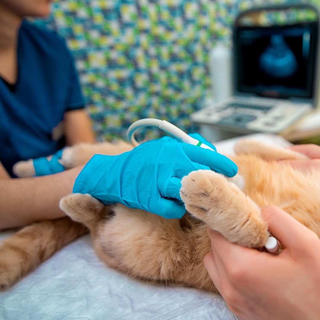 dog and cat ultrasound, radiology, x-ray in Bulverde, TX