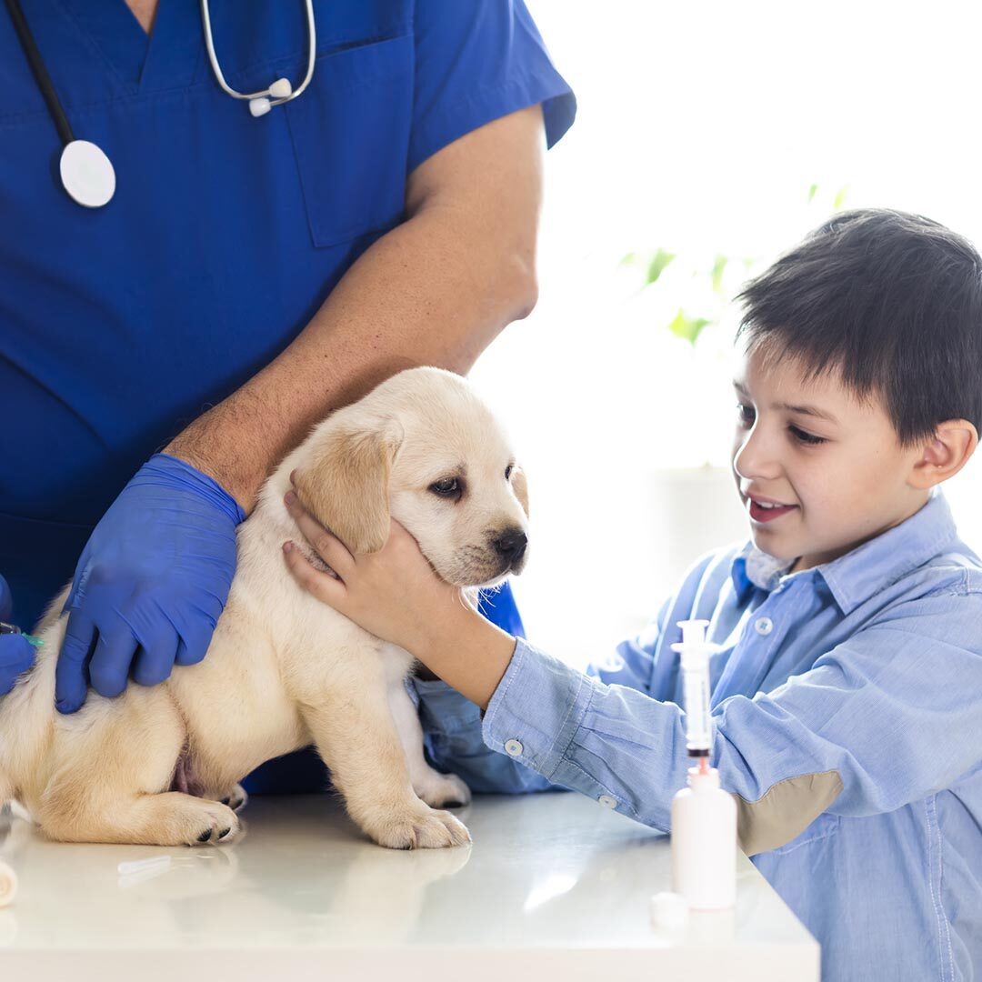 puppy vaccine